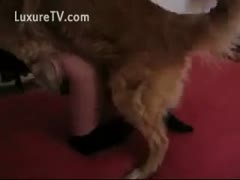 As her dog fucks her supplemental fast, a bored slutwife moans.